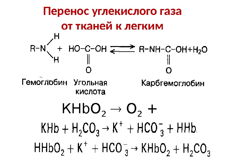 Перенос углекислого газа. Перенос углекислого газа от тканей к легким. Перенос углекислого газа кровью от тканей к легким. Перенос кислорода и углекислого газа. Формы переноса углекислого газа кровью.