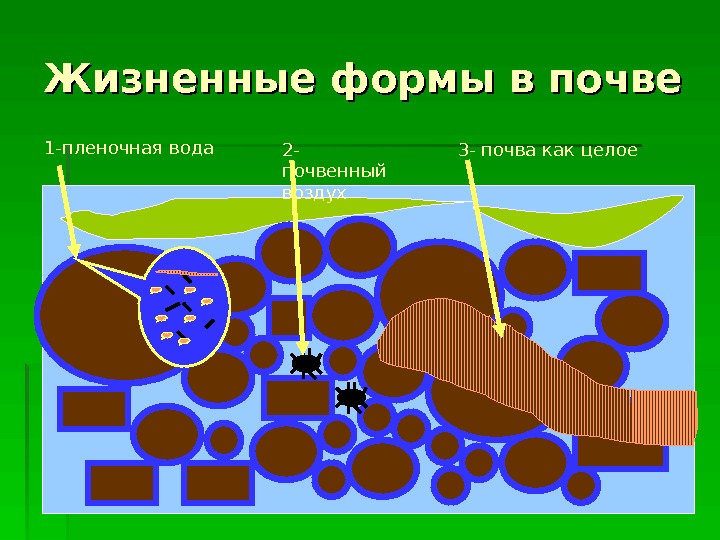 Пленочная схема это