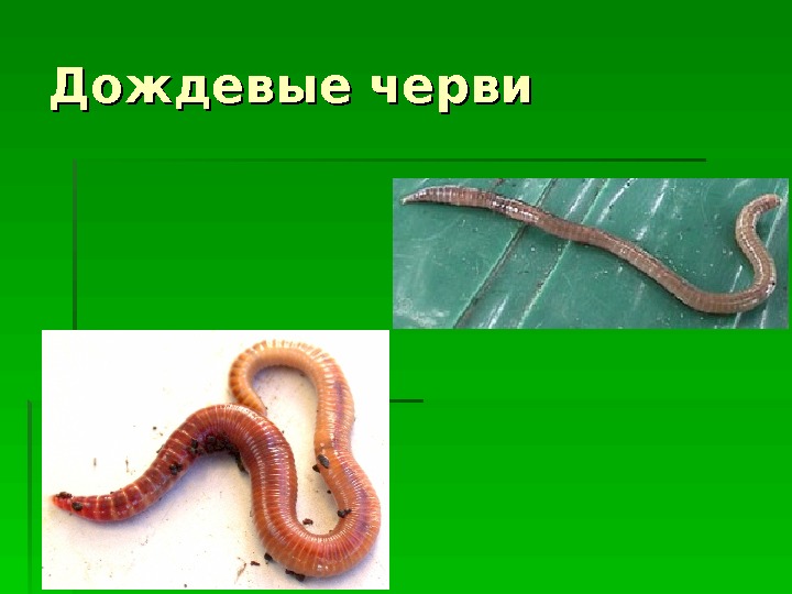 Дождевой червь тип животного. Дождевые черви биоиндикаторы. Дождевой червь презентация.