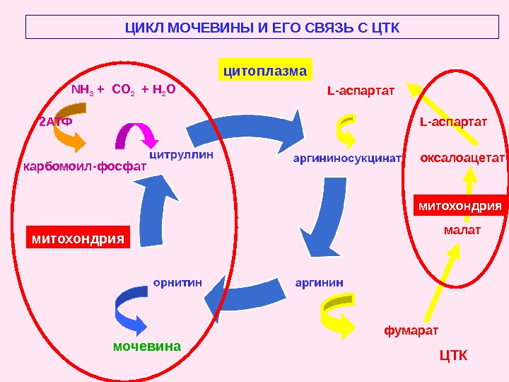 Выводит мочевину. Цикл мочевины с ферментами. Взаимосвязь цикла мочевинообразования с ЦТК. Цикл образования мочевины. Взаимосвязь орнитинового цикла и ЦТК.