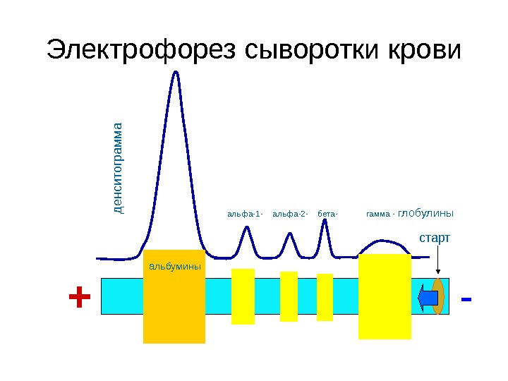 Электрофорез белков. Электрофорез белков сыворотки крови схема. Электрофорез белков сыворотки крови (белковые фракции). Электрофорез белковых фракций сыворотки крови. Схема электрофоретического разделения белков сыворотки.