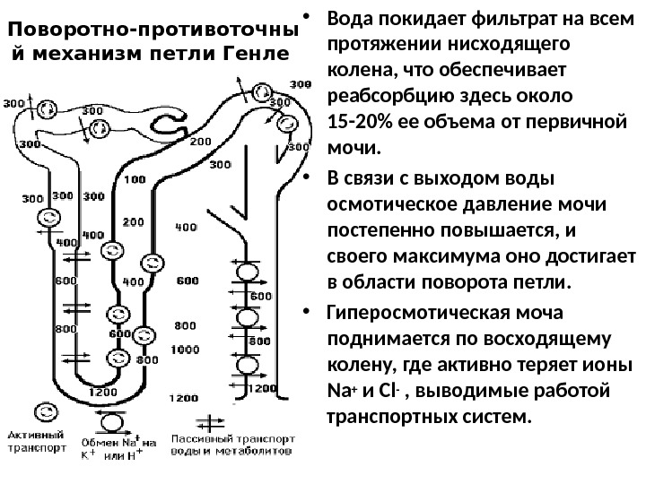 Нарушение реабсорбции почек