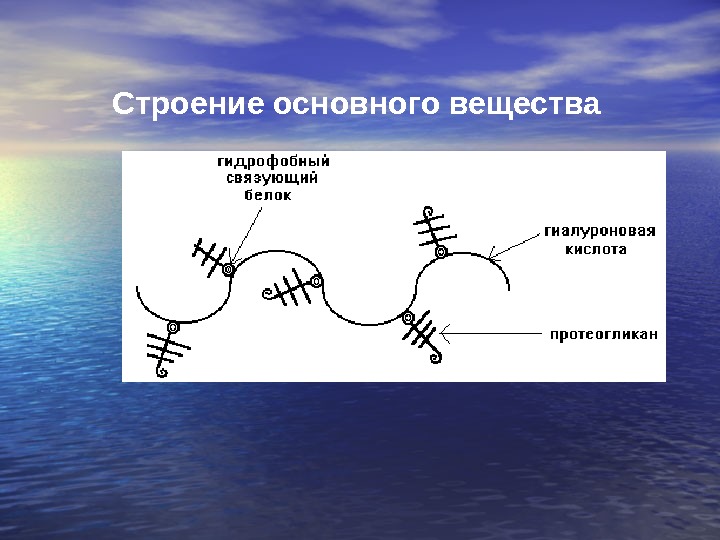 Главное вещество. Строение основного вещества. Строение главного. Связующий белка. Основное строение это.