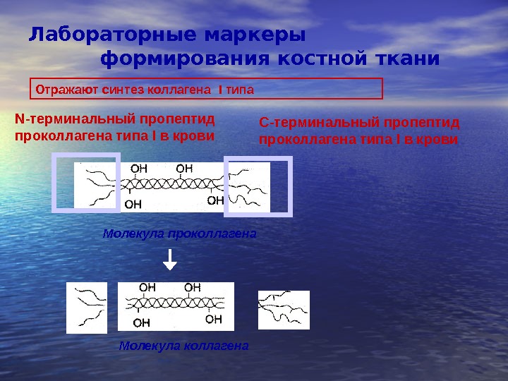 Синтез коллагена презентация