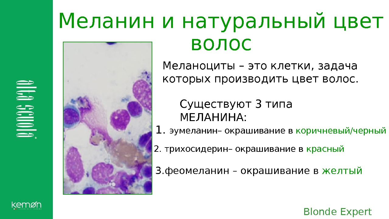 Меланин это. Типы меланина. Гранулы меланина. Цвет меланина. Меланин бывает двух видов.