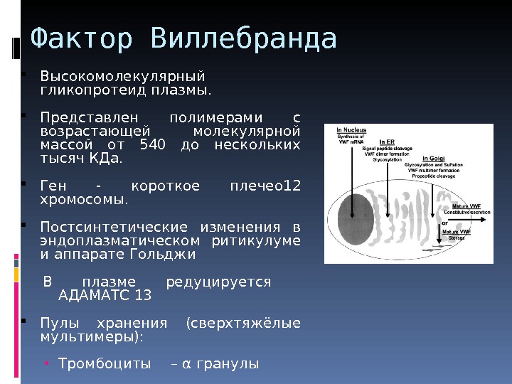 Фактор виллебранда это