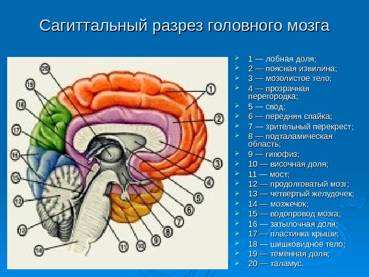 Лобно теменная область головы фото