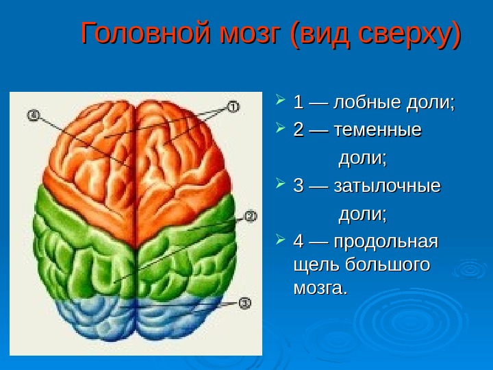 Большие полушария головного мозга презентация 8 класс