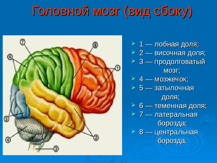 Большие полушария головного мозга презентация 8 класс