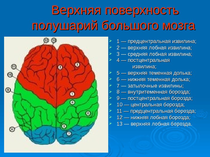 Большие полушария головного мозга презентация 8 класс