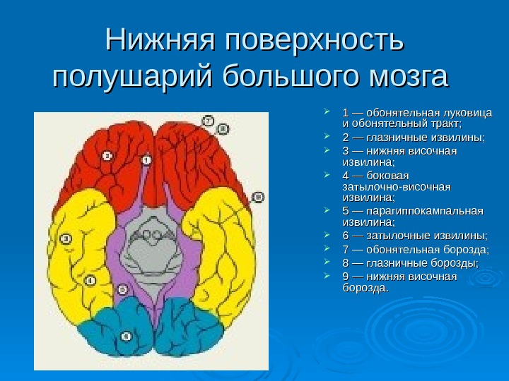 Большие полушария головного мозга презентация 8 класс