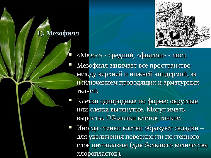Мезофилл листа клетки. Мезофилл листа функции. Функции столбчатого мезофилла листа. Мезофилл у растений функция. Мезофилл листа состоит из тканей.