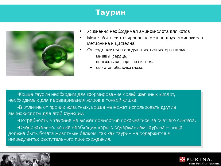 Польза таурина. Таурин где содержится. В чем содержится таурин. Таурин в растительной пище. Таурин в каких продуктах.