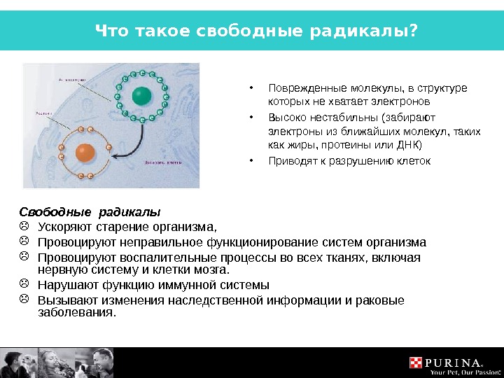 Что такое структура презентация