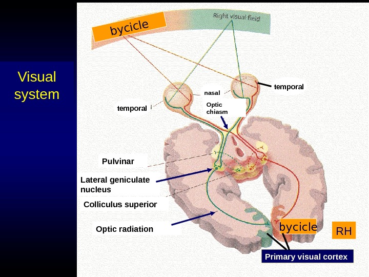 Cerebral Asymmetry And The Specific Functions Of The 9040