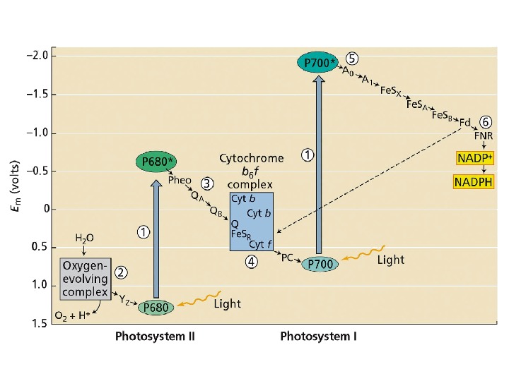 Chapter 7 Photosynthesis: The Light Reactions