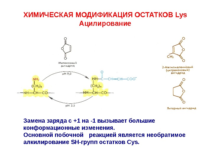 Модификация химических веществ. Модификация аминокислотных остатков. Химическая модификация. Химическая модификация белков. Химическая модификация белка.