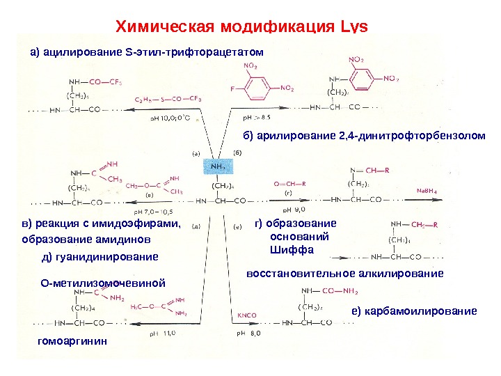 Химическая модификация