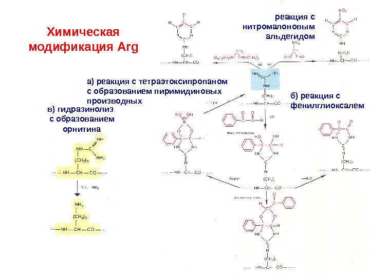 Химическая модификация. Химическая модификация белков. Реакция на модификацию. Постсинтетическая модификация белков биохимия.