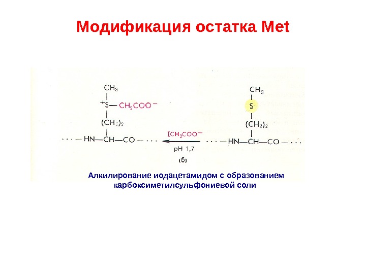 Химическая модификация. Алкилирование белков. Алкилирование мочевины. Алкилирование в биохимии. Направленная модификация белка.