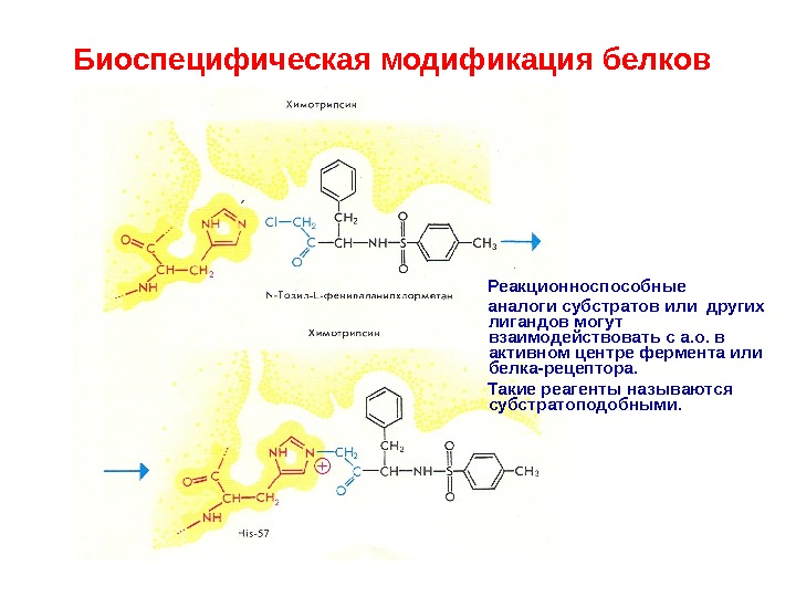 Центры белков. Взаимодействие белков с лигандами. Активный центр белков. Взаимодействие ферментов с лигандами. Взаимодействие белков с лигандами биохимия.