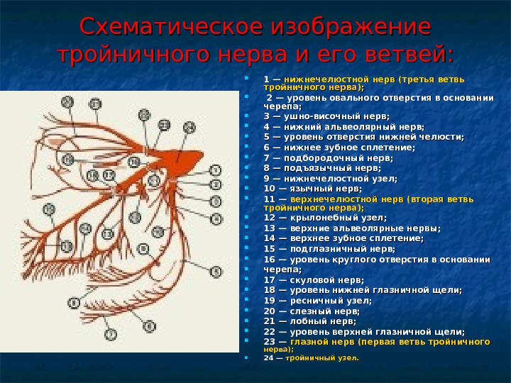 Верхняя ветвь тройничного нерва