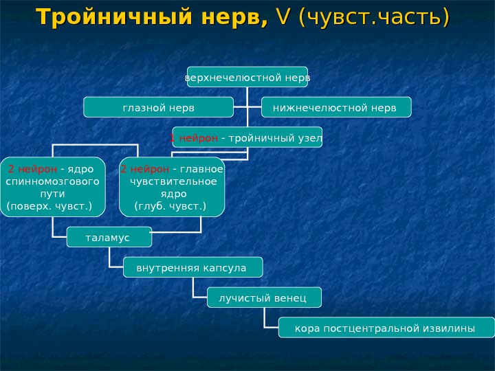 Осу карта нервы