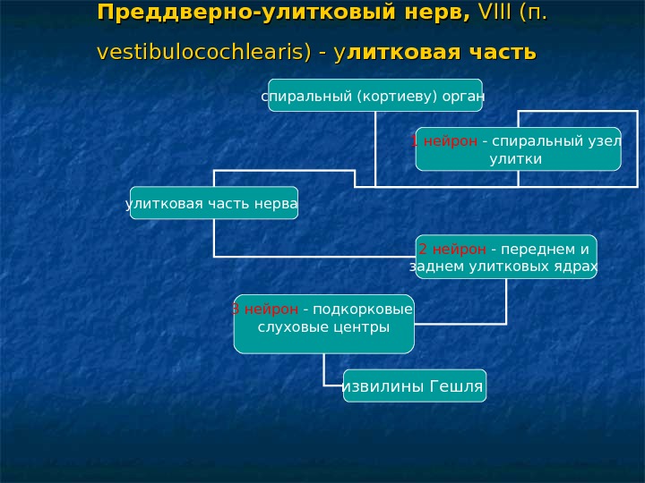 Преддверно улитковый нерв. Преддверно улитковый симптомы поражения. Преддверно-улитковый нерв функции.