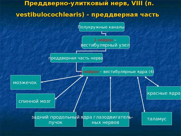 Преддверно улитковый нерв схема анатомия