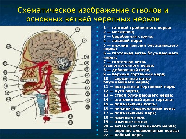 Черепные нервы схема