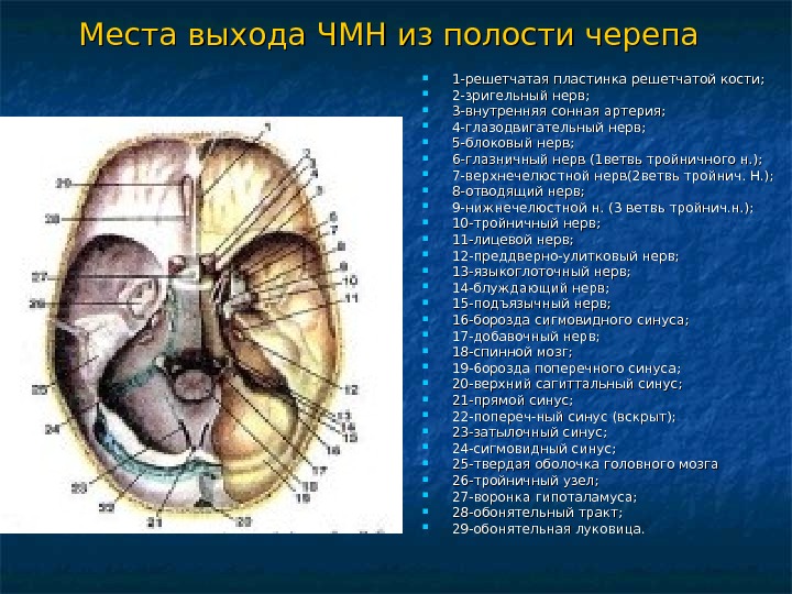 Черепные нервы презентация