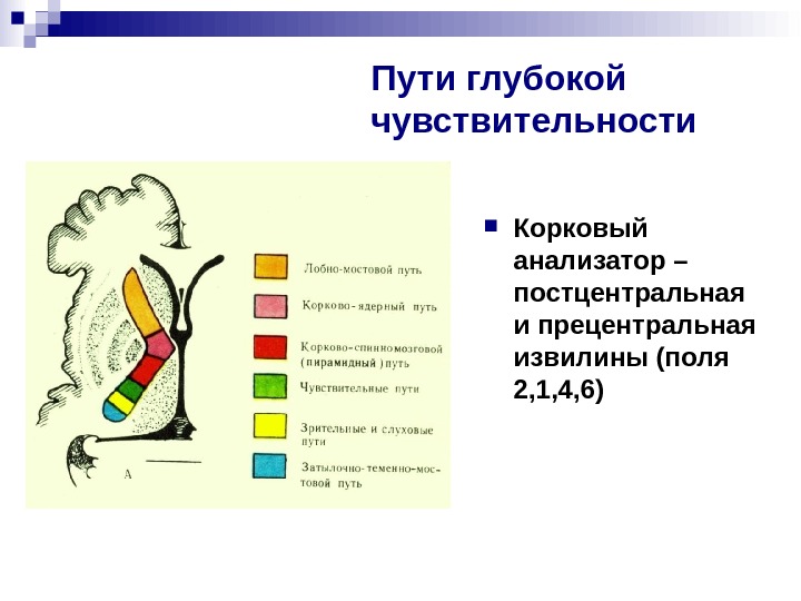 Чувствительность неврология презентация