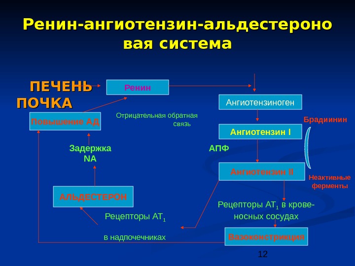 Ренин ангиотензиновая система схема