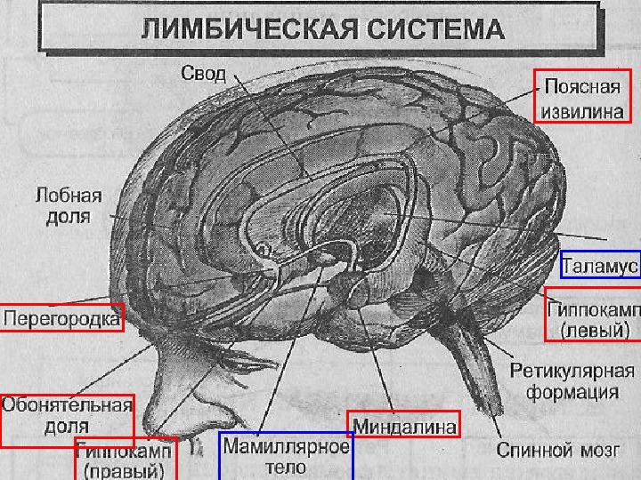 Лимбическая структура мозга. Лимбическая система и ретикулярная формация. Лимбическая система поясная извилина.