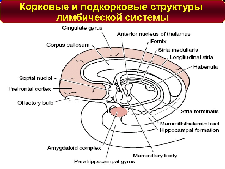 Подкорковые структуры мозга. Подкорковые структуры лимбической системы. Состав лимбической системы корковые структуры. Подкорковые образования мозга лимбической системы. Корковые и подкорковые структуры лимбической системы.