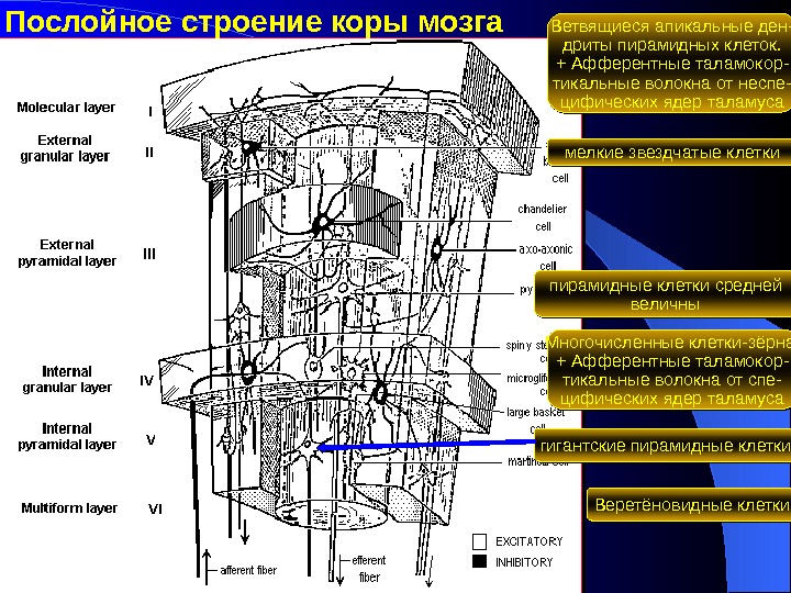 Строение коры. Апикальные отделы клеток со стороны омывающей жидкости.