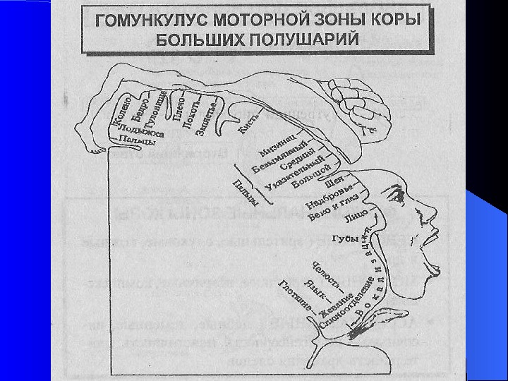 Человек паук моторная кора 2 схема