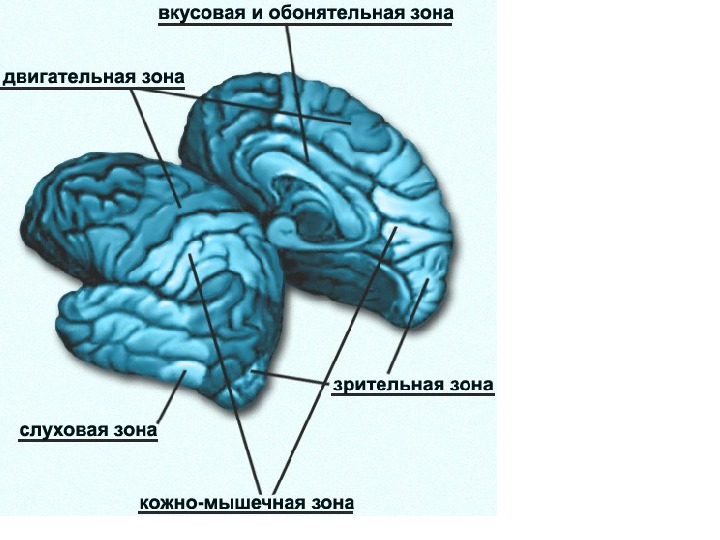 В какой доле слуховая зона. Центры коры больших полушарий мозга. Вкусовая зона коры больших полушарий. Слуховая зона коры полушарий большого мозга.