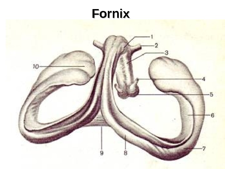 Endbrain Interbrain Midbrain Hindbrain Some types of