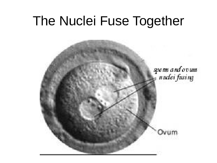 an egg cell and sperm cell join together to form a