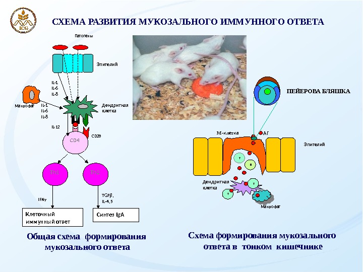 Схема th1 ответа