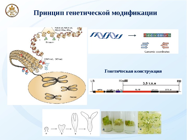 Хроника генной модификации