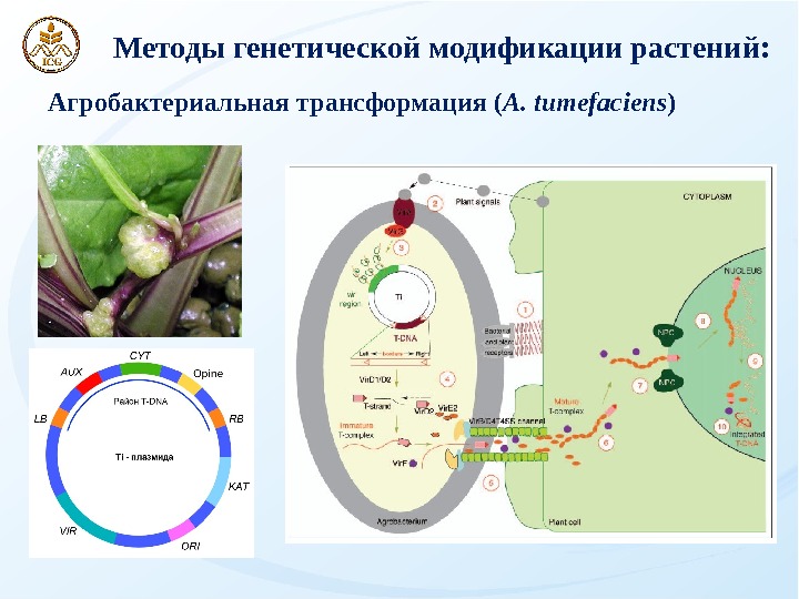 Хроники генной модификации