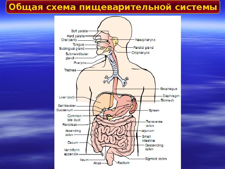 Строение пищеварительной системы человека схема