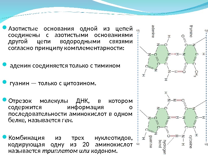 Принципы строения молекулы дезоксирибонуклеиновой кислоты комплементарность нуклеотидов презентация