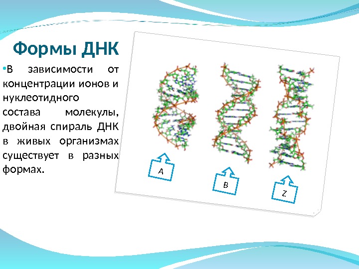 Форма днк. Альтернативные формы двойной спирали ДНК. Параметры в-, а- и z-форм ДНК.. Конформационные формы ДНК A, В, И Z.. Основные формы ДНК.