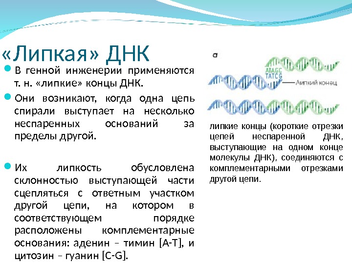 Концы днк. Липкие концы ДНК. Липкие концы в генной инженерии это. Тупые концы в генной инженерии. Липкие концы в генетической инженерии.