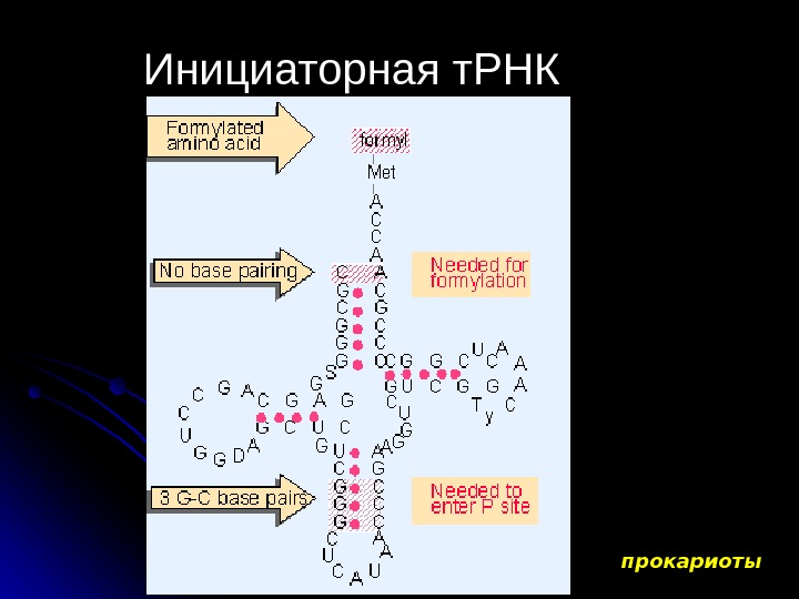 Трансляция т рнк. Инициаторная ТРНК. Инициаторная ТРНК инициация. Метионил ТРНК. Присоединение инициаторной ТРНК.