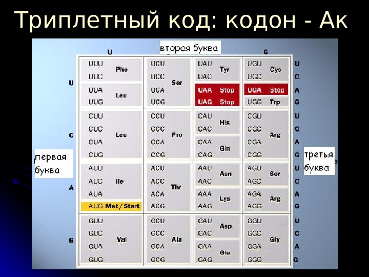 Кодон терминатор