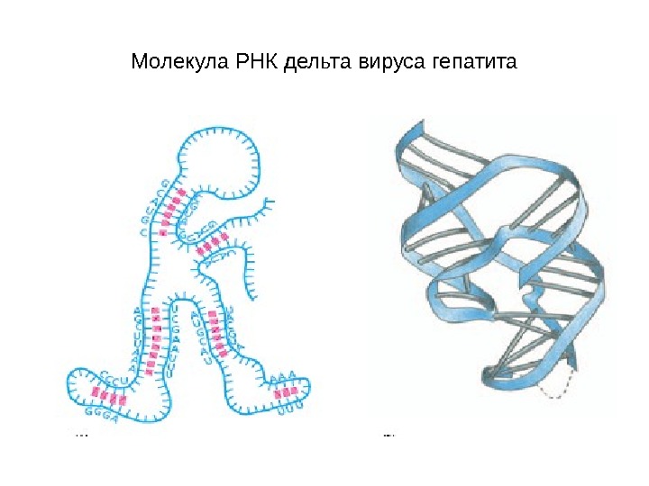 Молекула рнк представлена. Молекула РНК. РНК молекулы и вирус. Цепь РНК рисунок. Молекула РНК рисунок.